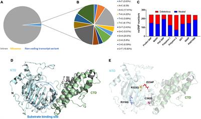 Comprehensive mutations analyses of FTO (fat mass and obesity-associated gene) and their effects on FTO’s substrate binding implicated in obesity